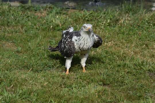 Image of Barred honey buzzard
