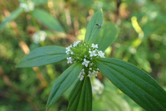 Image of Smooth False Buttonweed