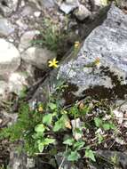 Plancia ëd Senecio scandens var. crataegifolius (Hayata) Kitam.