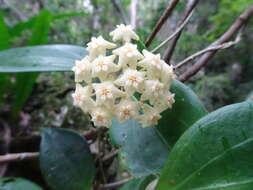 Image of Hoya pottsii Traill