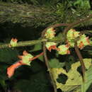 Image of Glossoloma schultzei (Mansf.) J. L. Clark