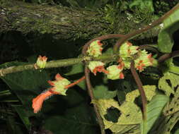 Image of Glossoloma schultzei (Mansf.) J. L. Clark