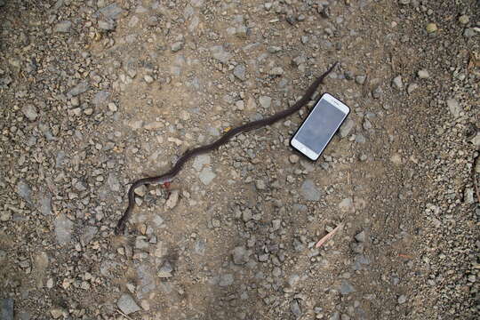 Image of Black-headed Snake (equatoriana