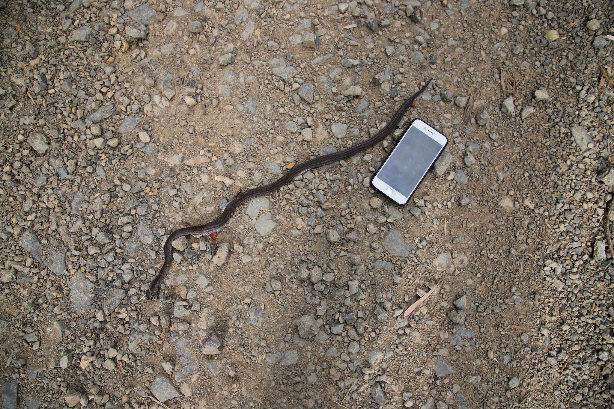 Image of Black-headed Snake (equatoriana