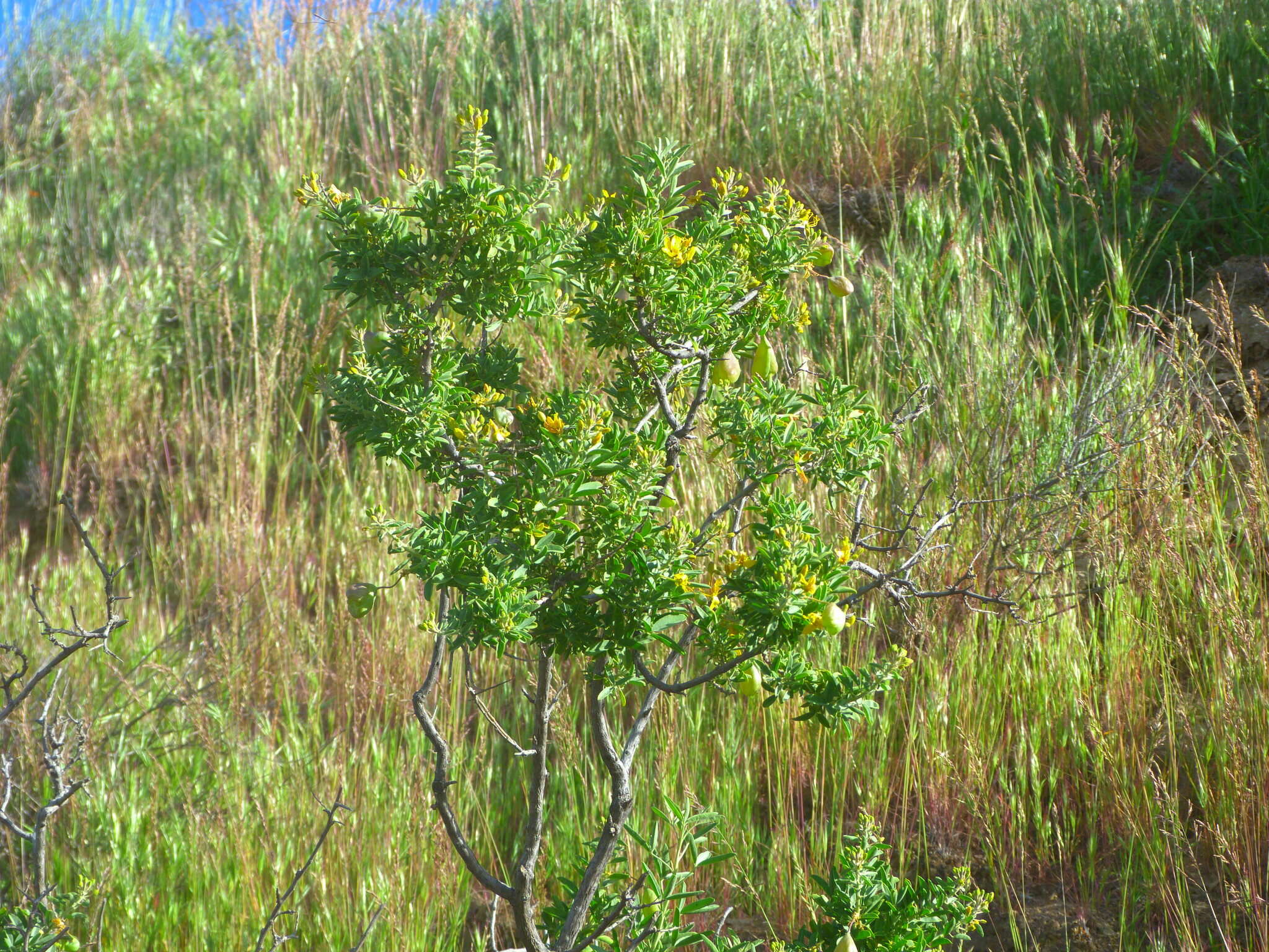 Imagem de Cleomella arborea var. globosa (Coville) J. C. Hall & Roalson