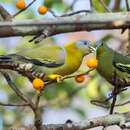 Image of Grey-fronted Green Pigeon