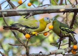 Image of Grey-fronted Green Pigeon