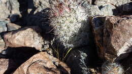 Image de Mammillaria tetrancistra Engelm.