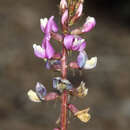 Image of Minthorn's milkvetch