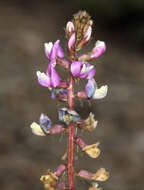 Image of Minthorn's milkvetch