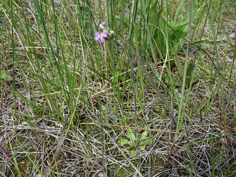 Plancia ëd Primula incana M. E. Jones