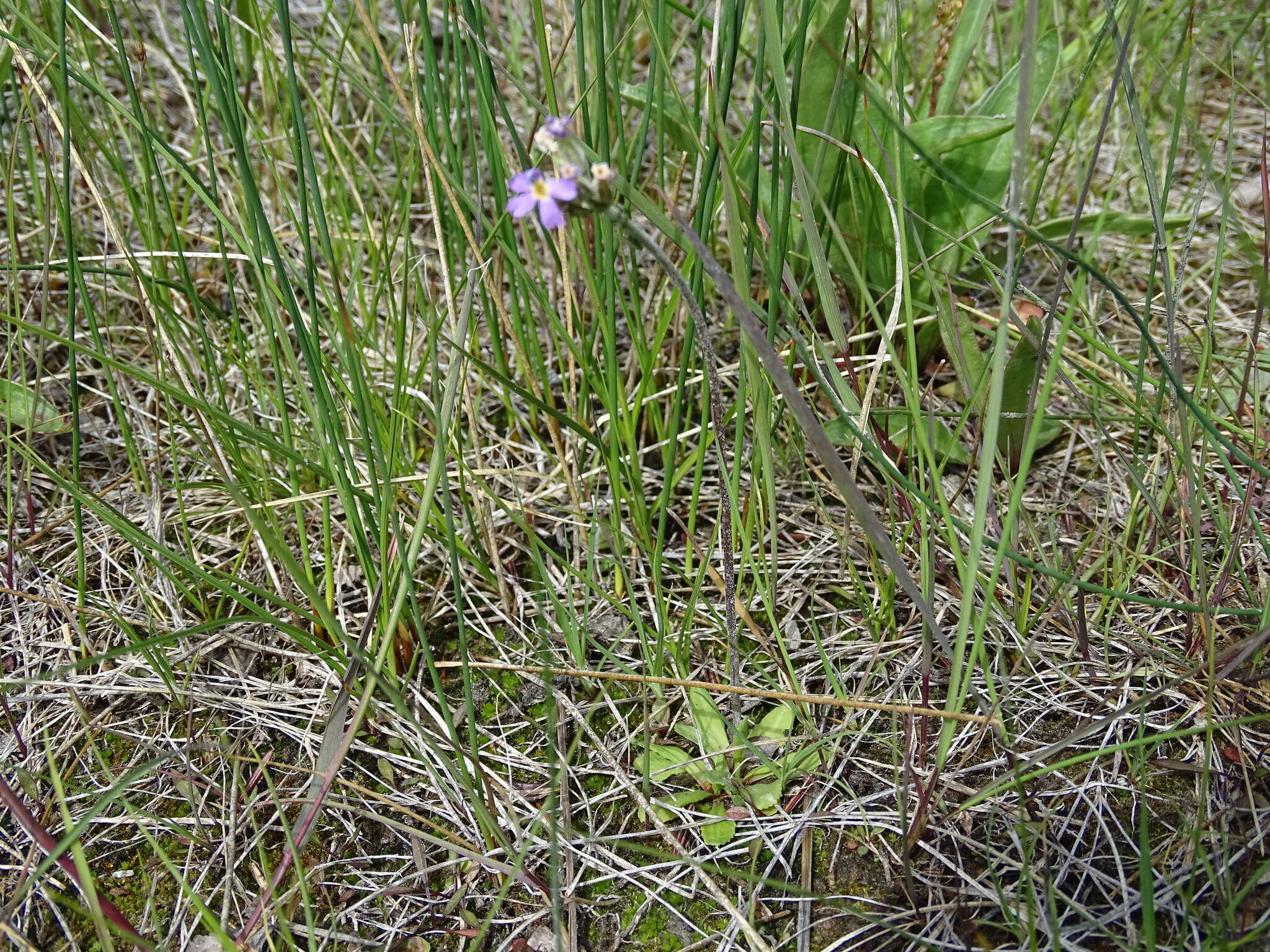 Image de Primula incana M. E. Jones