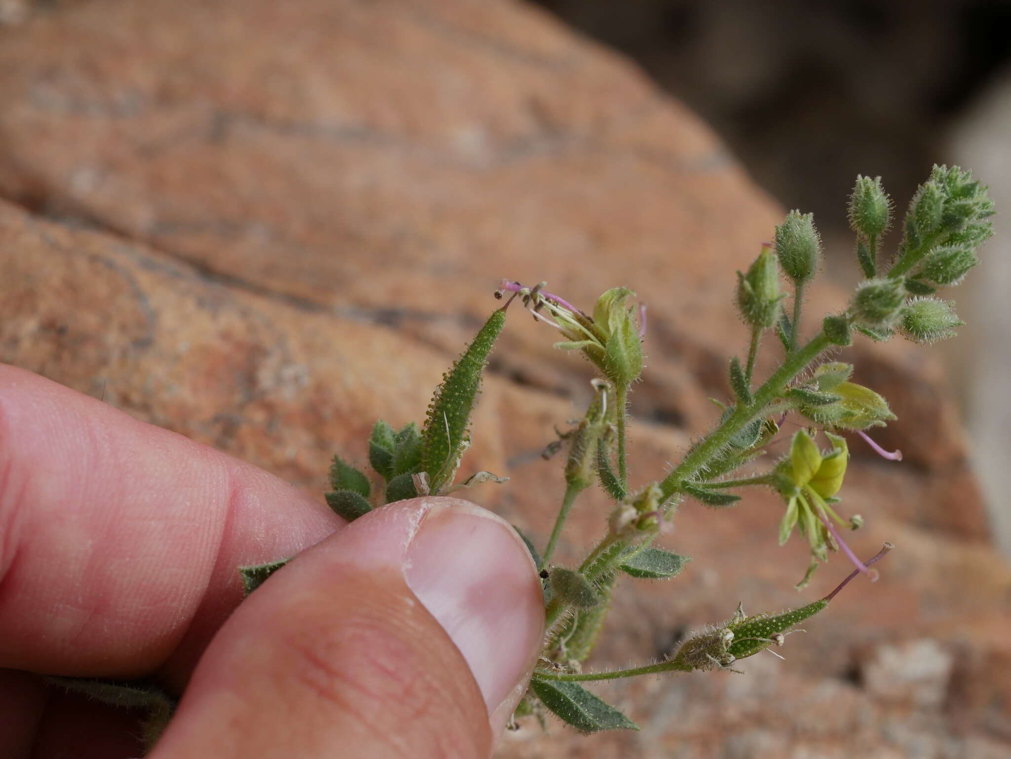 Image of Cleome dolichostyla Jafri