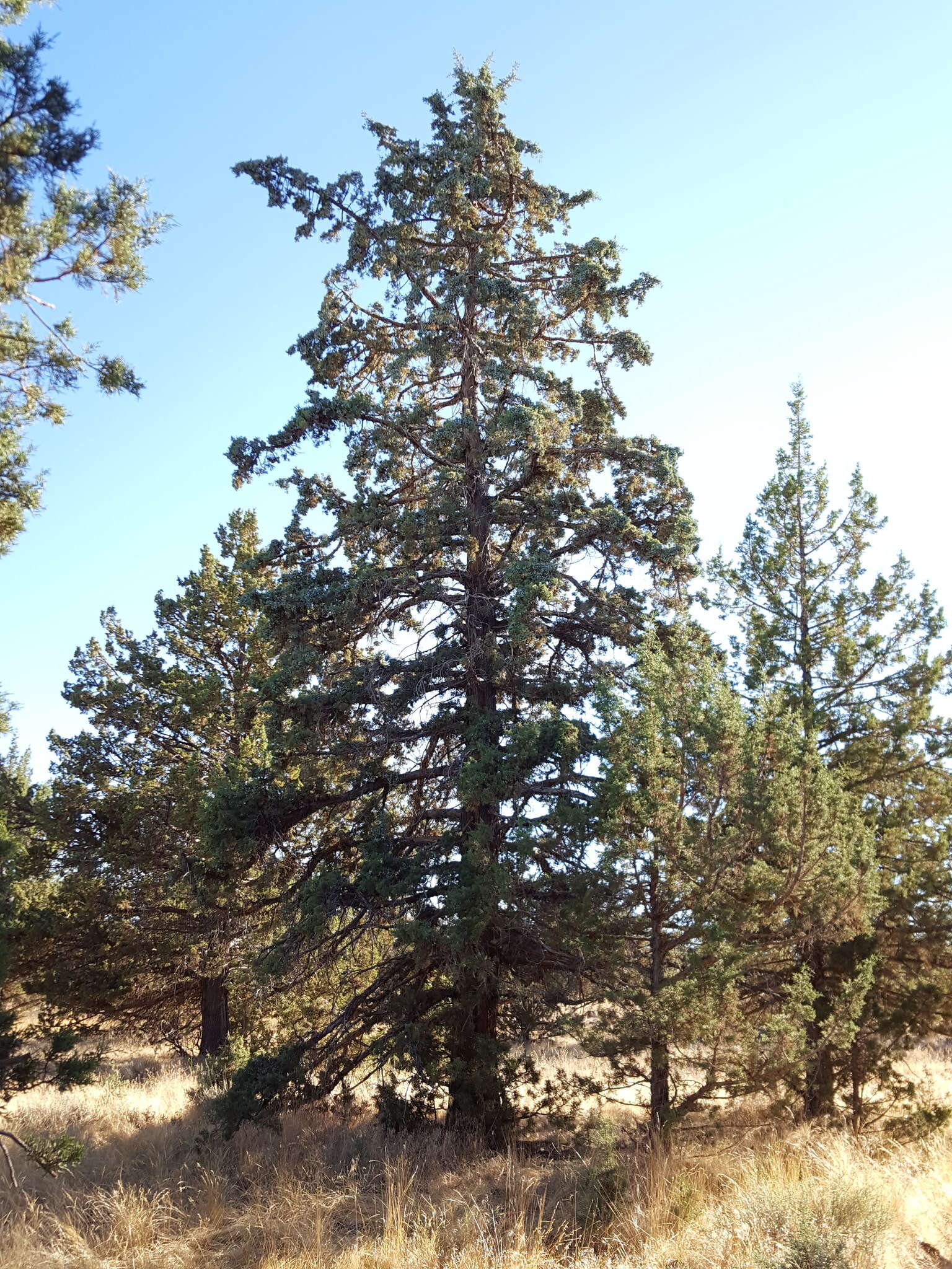 Imagem de Juniperus occidentalis Hook.