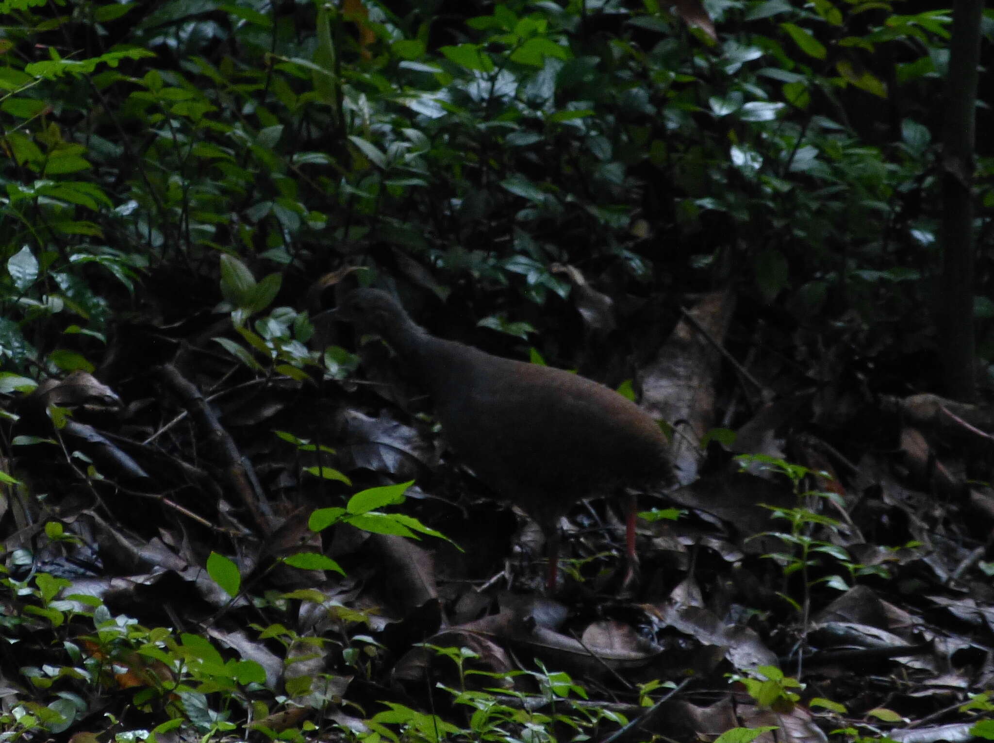 Image of Slaty-breasted Tinamou