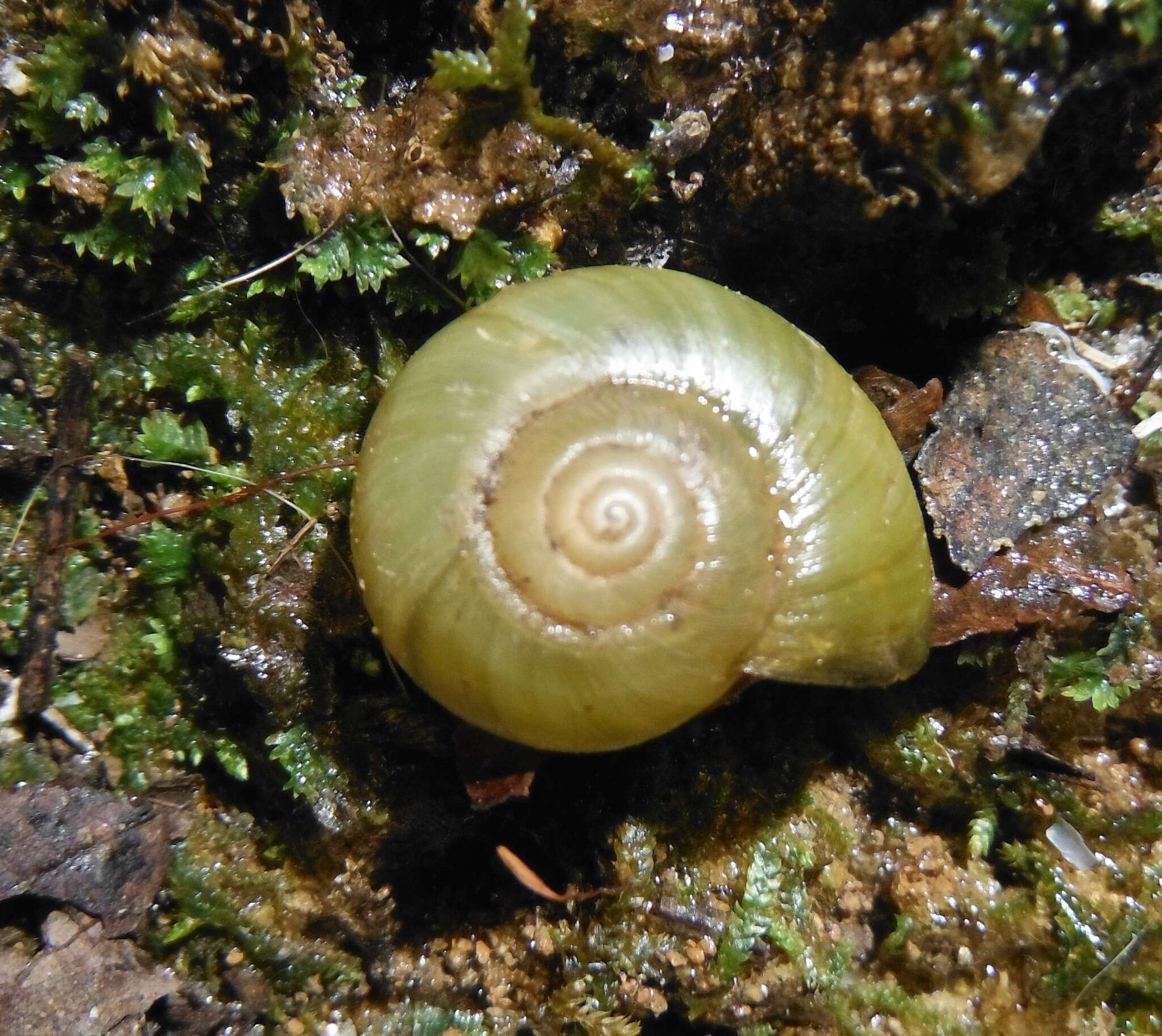 Image of Mesomphix vulgatus H. B. Baker 1933