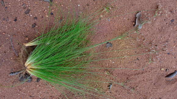 Image of Bulbostylis burchellii (Ficalho & Hiern) C. B. Clarke