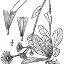 Image of robin's plantain