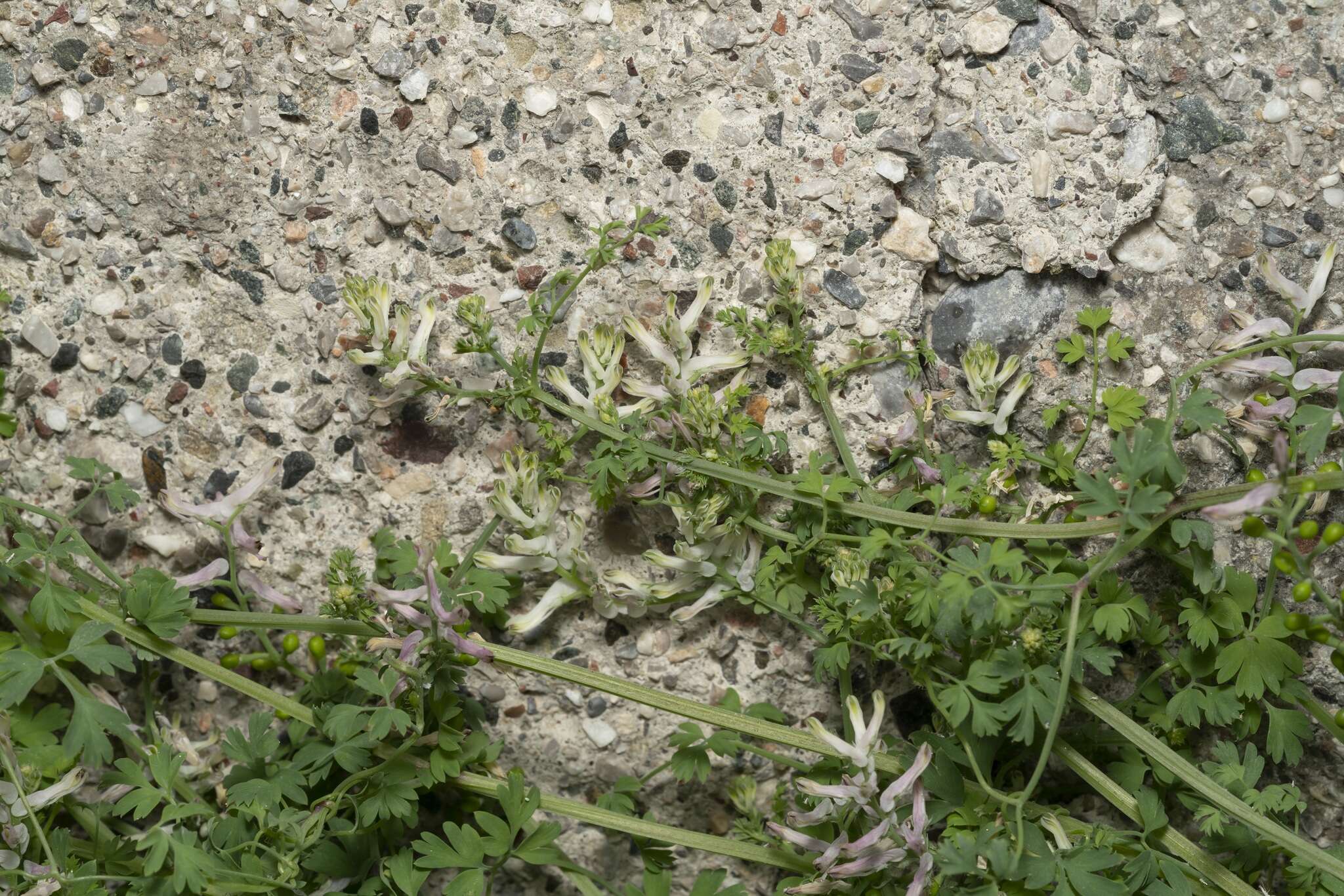 Image of Judean Fumitory
