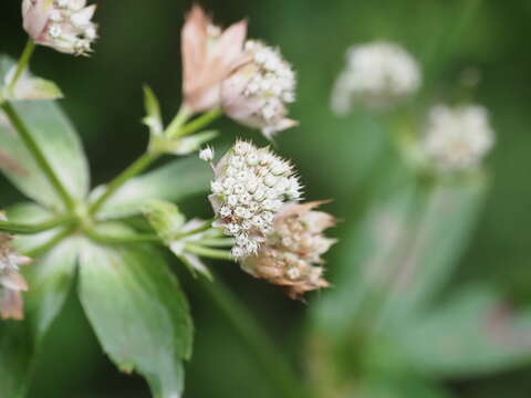 Image of Astrantia major subsp. elatior (Friv.) K. Malý