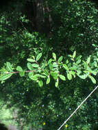 Image of border privet