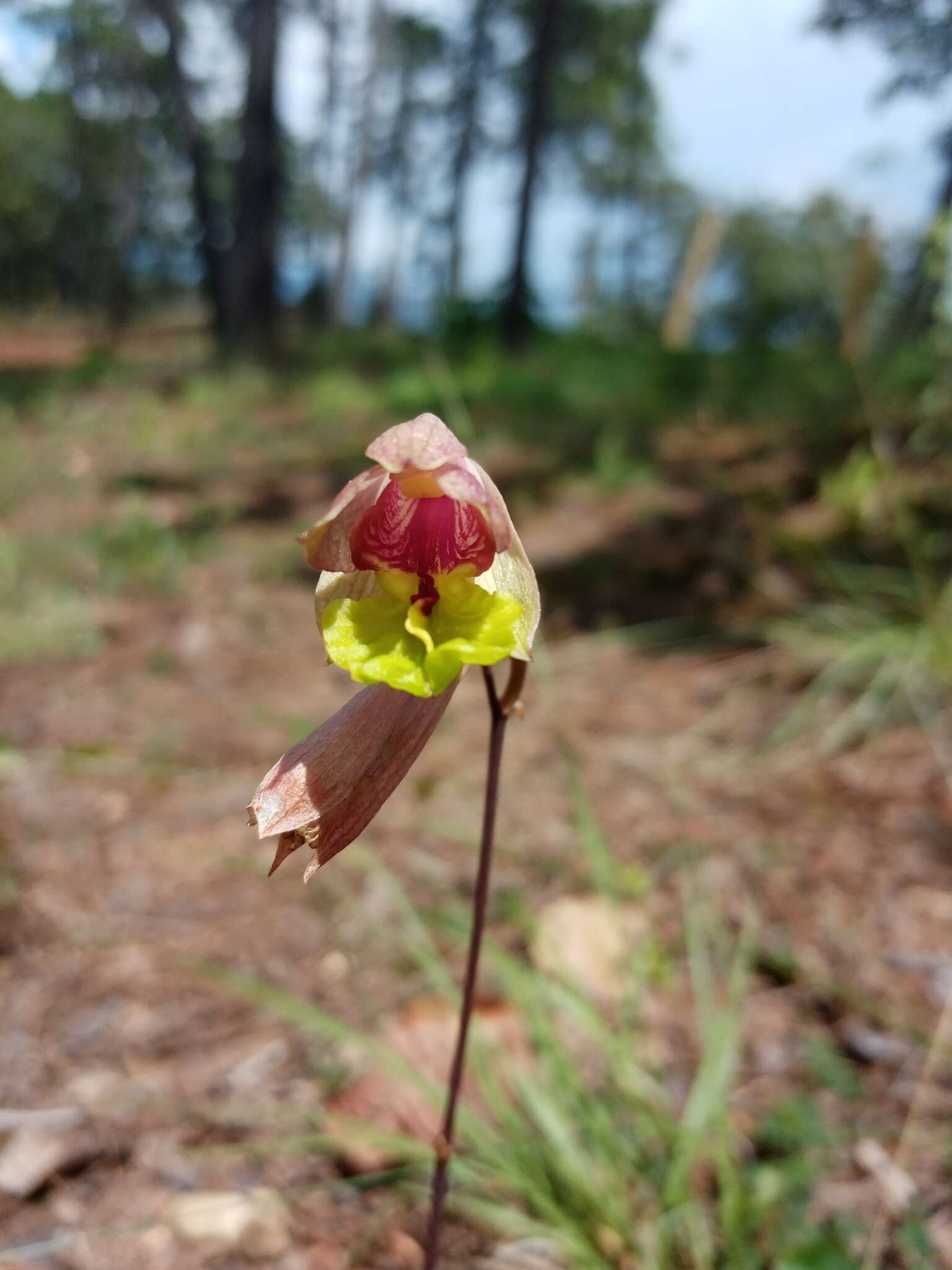 Imagem de Bletia gracilis G. Lodd.