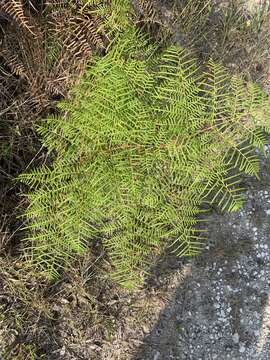 Image of southern brackenfern