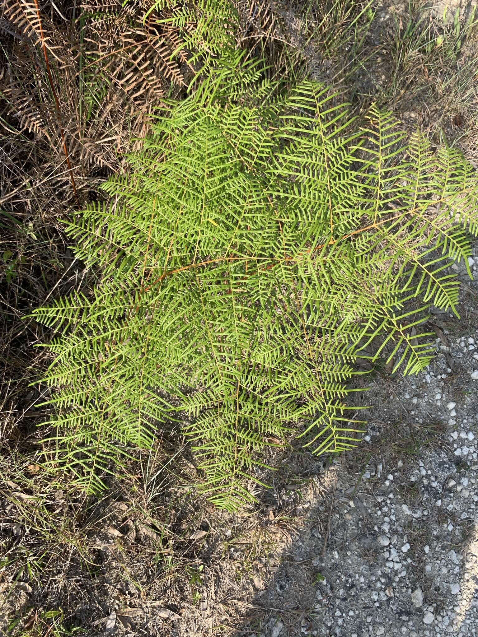 Слика од Pteridium caudatum (L.) Maxon