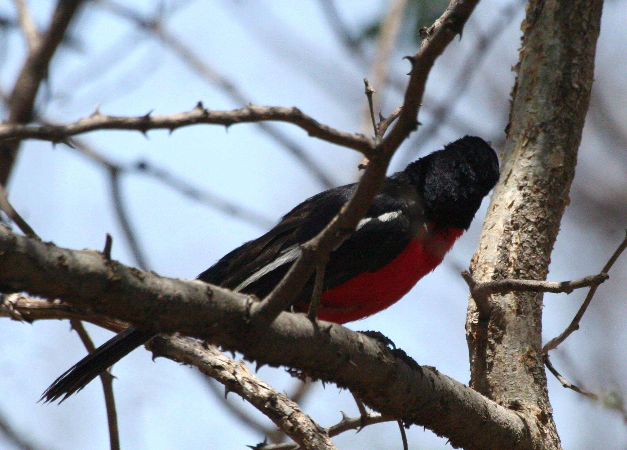 Image of Crimson-breasted Gonolek