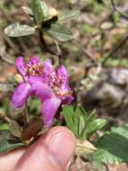 صورة Rhododendron lepidotum Wall.