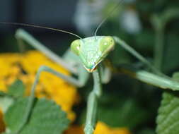 Image de Stagmomantis limbata Hahn 1835