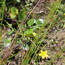 Image of Ornduffia umbricola (Aston) Tippery & Les