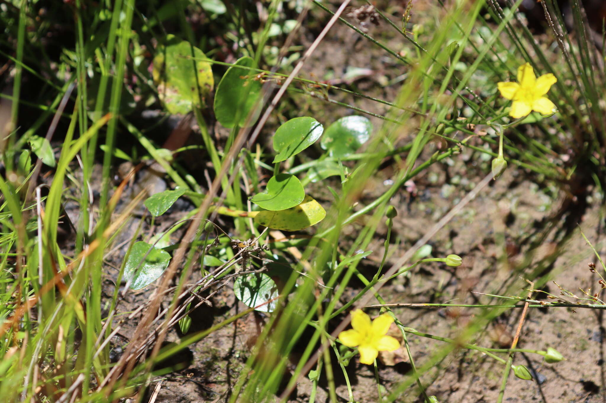 Image of Ornduffia umbricola (Aston) Tippery & Les