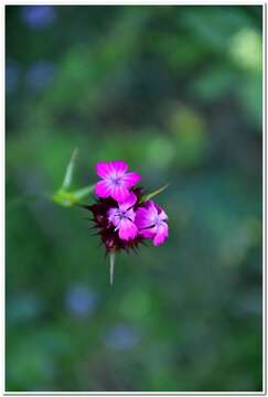 Image of Dianthus capitatus Balb. ex DC.