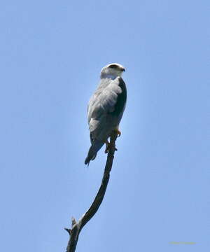 Image of Black-shouldered Kite