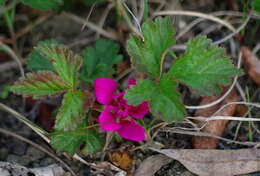 Image de Rubus arcticus subsp. acaulis (Michx.) Focke