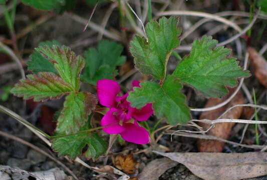 Image of dwarf raspberry