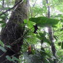 Image of Anthurium huixtlense Matuda