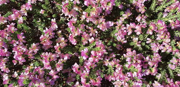 Image of Eremophila cuneifolia Kränzl.