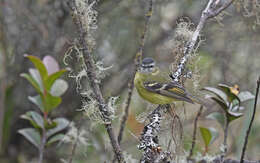 Image of Black-capped Tyrannulet