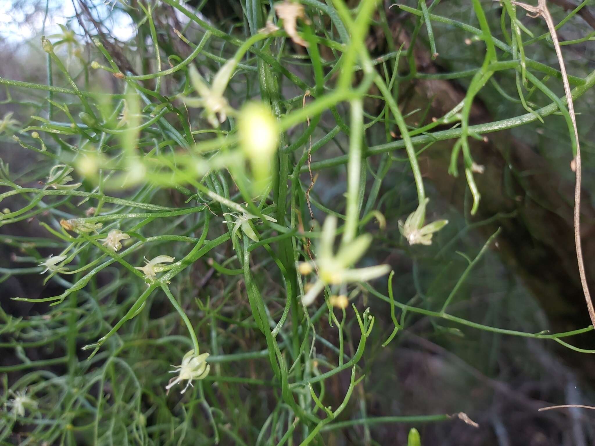 Image of Bowiea volubilis subsp. volubilis