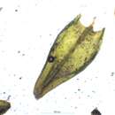 Image of didymodon moss