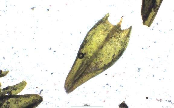 Image of didymodon moss