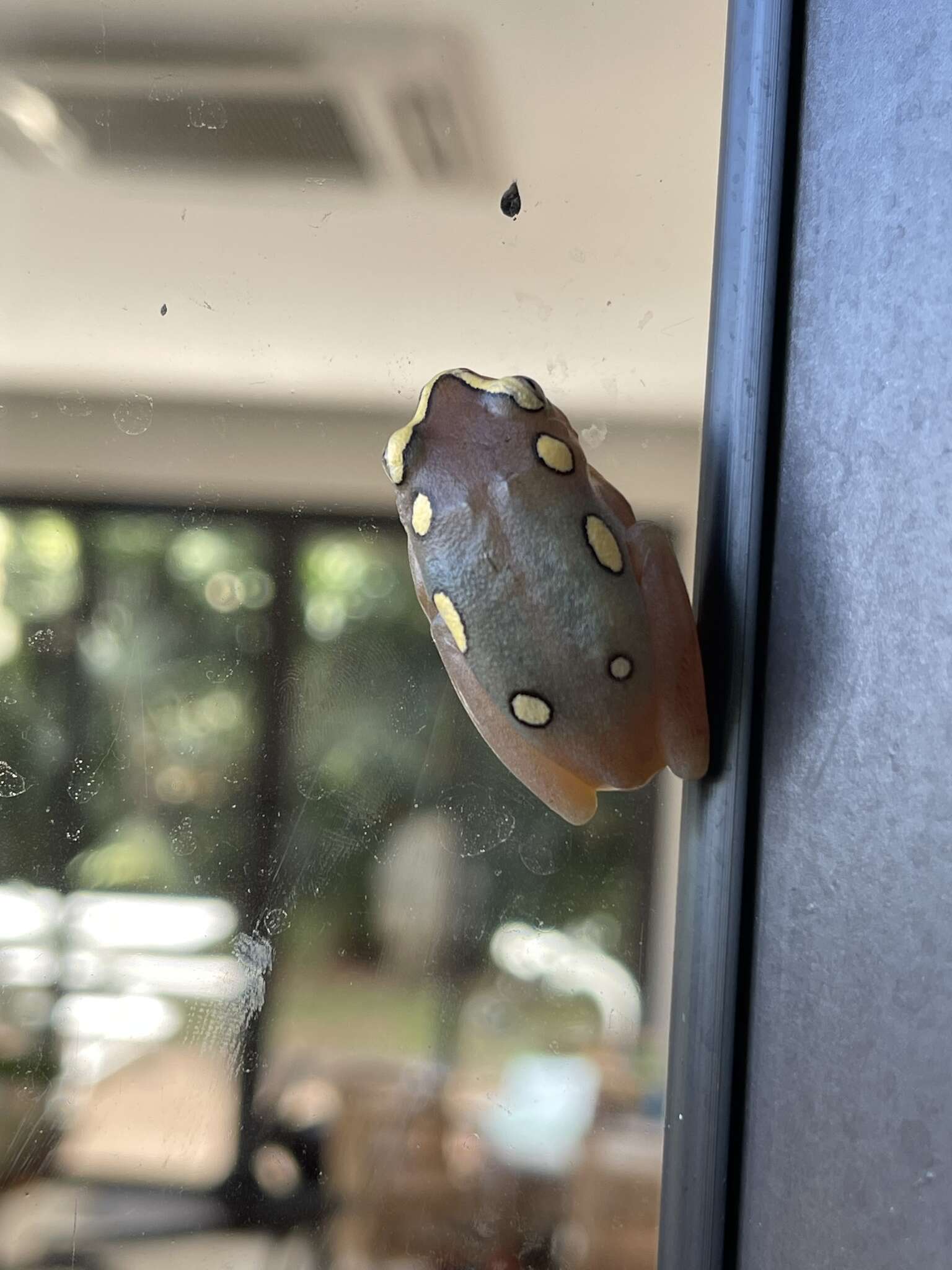 Image of Argus Reed Frog