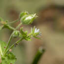 Sivun Stellaria cupaniana (Jordan & Fourr.) Beguinot kuva