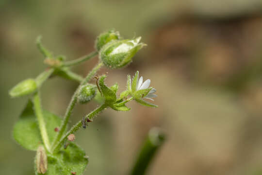 Imagem de Stellaria cupaniana (Jordan & Fourr.) Beguinot