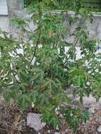 Image of bellyache bush