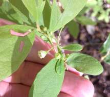 Image of Hairy-Twig Huckleberry