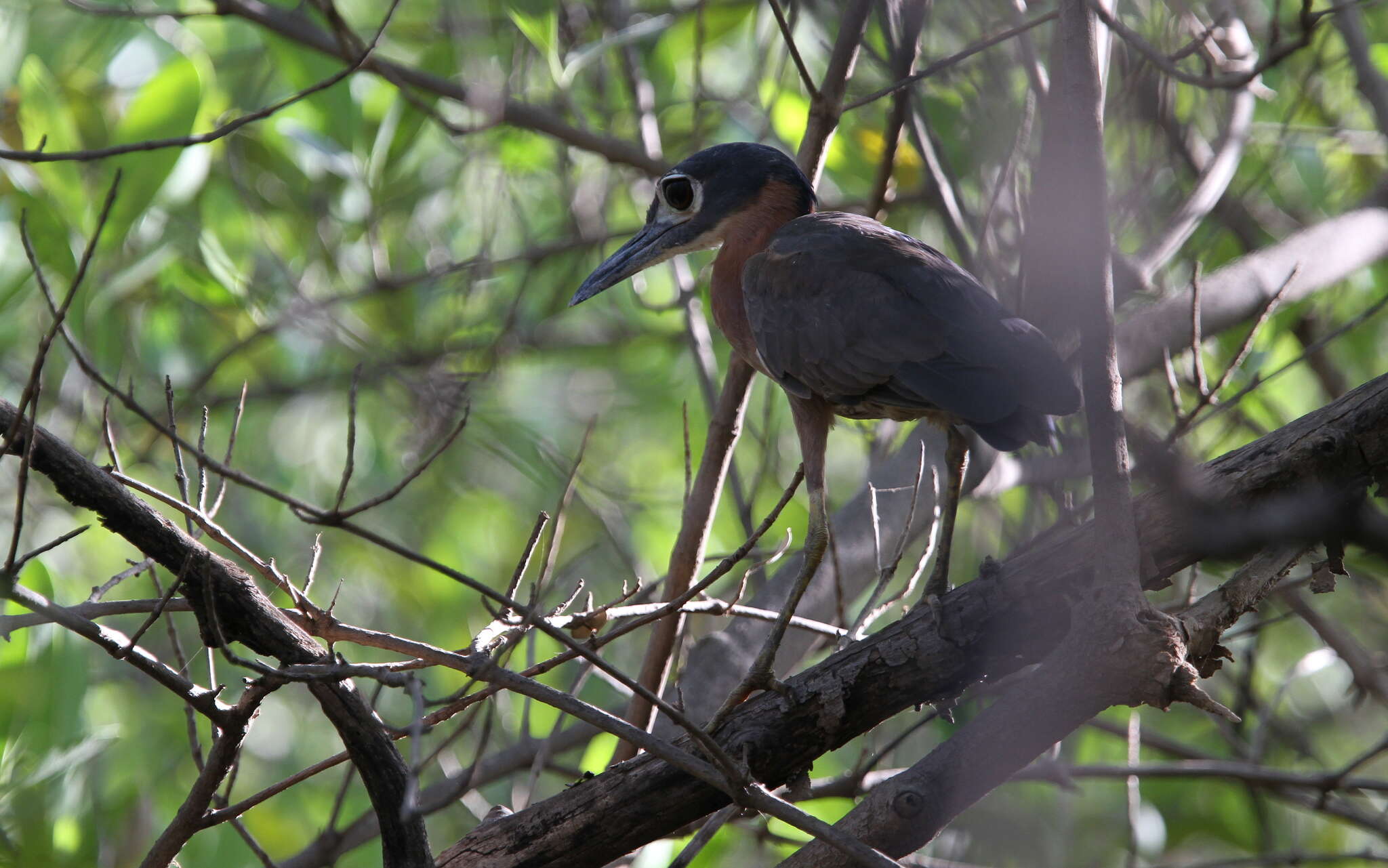 Image of White-backed Night Heron