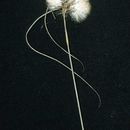 Image of tawny cottongrass